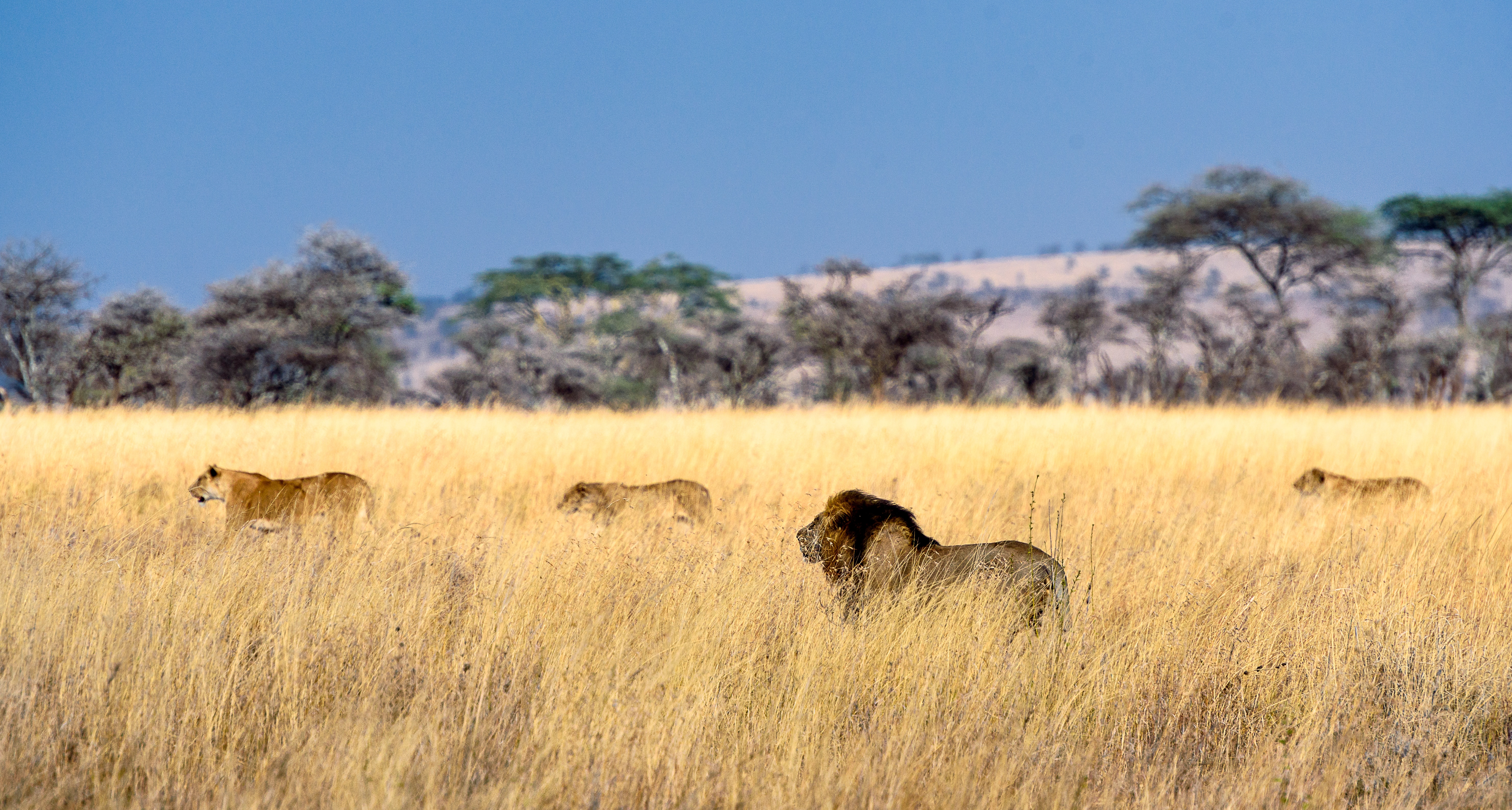 14-Day Kilimanjaro Climb and Finest Wildlife Safari - Tanzania safari gallery image